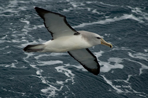 Salvins_flying-by Aleks Terauds